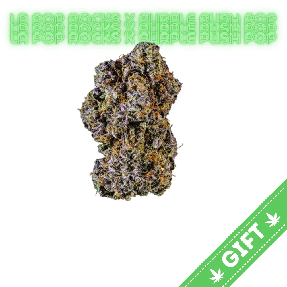 Giving Tree gifts LA Pop Rocks x Purple Push Pop, an indica hybrid strain boasting genetics from the LA Pop Rocks combined with Purple Push Pop.