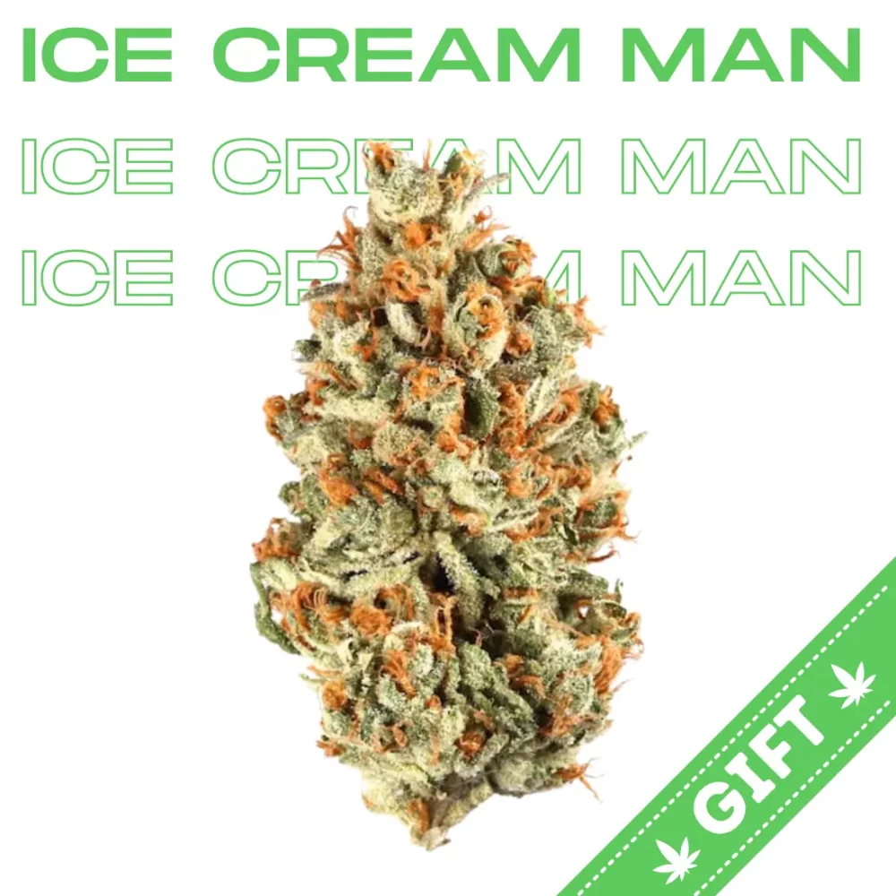 Giving Tree gifts Ice Cream Man, an Indica strain of cannabis, made by crossing Jet Fuel Gelato with Legend Orange Apricot