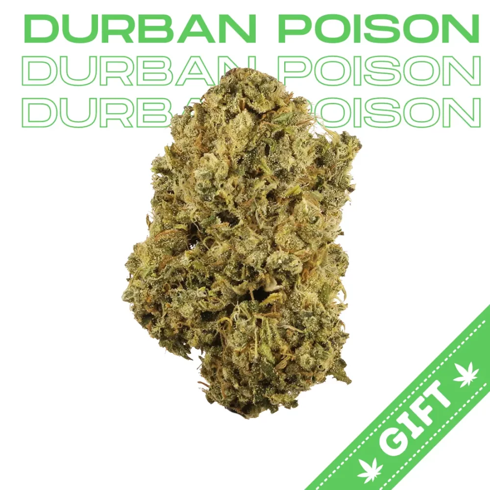 Giving Tree gifts Durban Poison, a unique sativa strain of cannabis that originates from the South African port city of Durban.