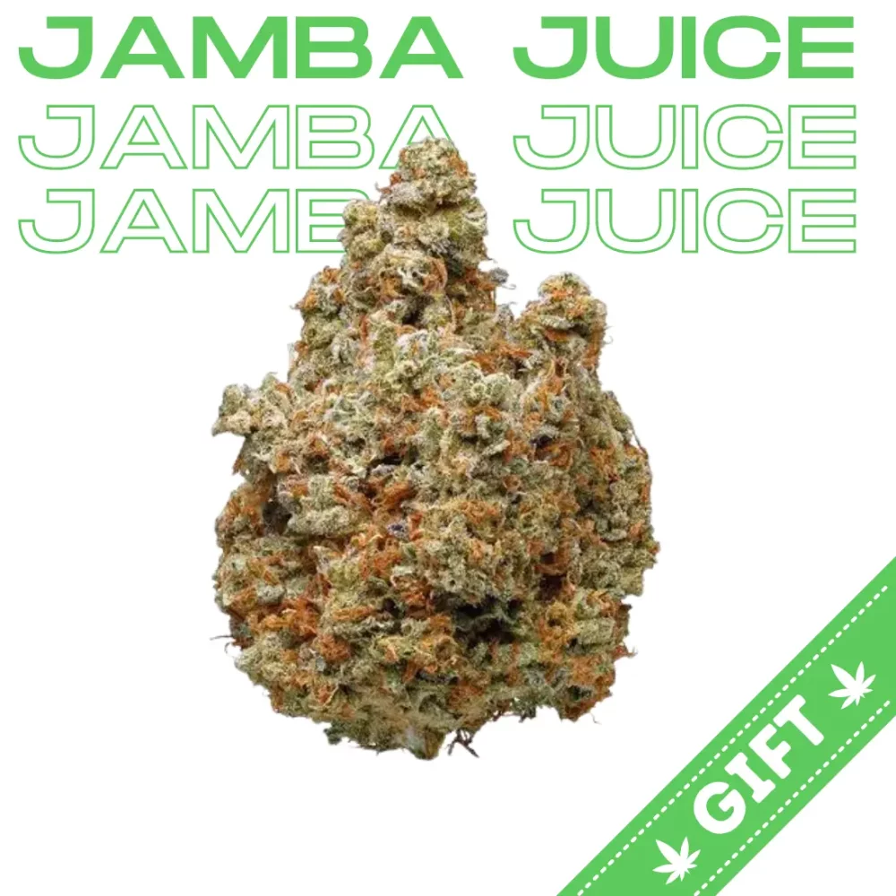Giving Tree gifts Jamba Juice, a sativa hybrid, it's an exclusive clone-only strain developed by Golden State Genetics