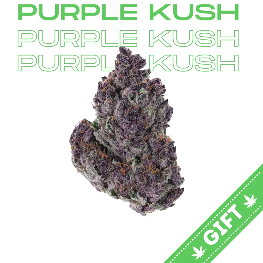 Giving Tree gifts Purple Kush, a unique indica hybrid strain of cannabis that is created by crossing Hindu Kush and Purple Afghani.