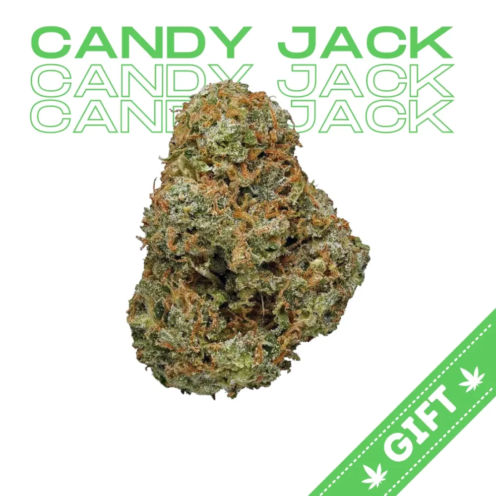 Giving Tree gifts Candy Jack a sativa hybrid weed strain made from a genetic cross between Skunk#1 and Jack Herer