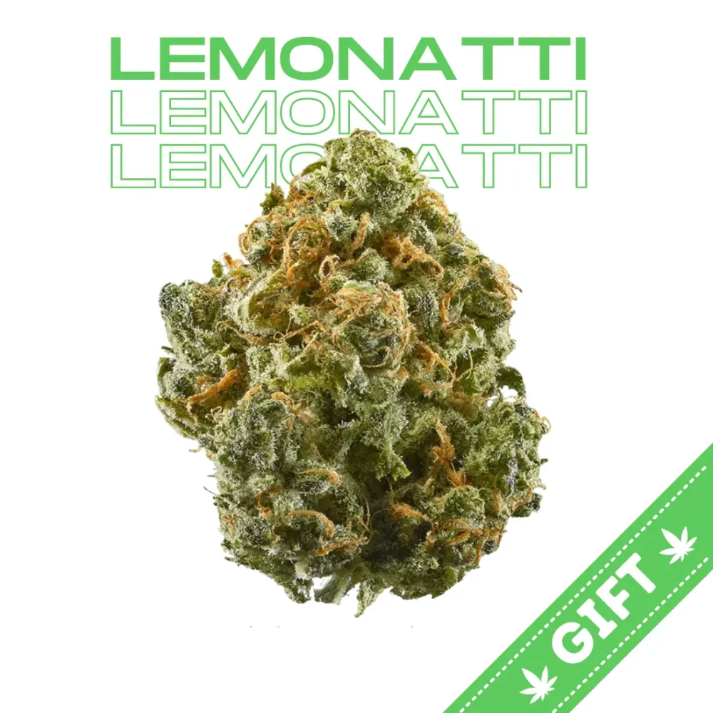 Giving Tree gifts Lemonatti, a sativa dominant hybrid made from the genetic cross of Gelonade and Biscotti.