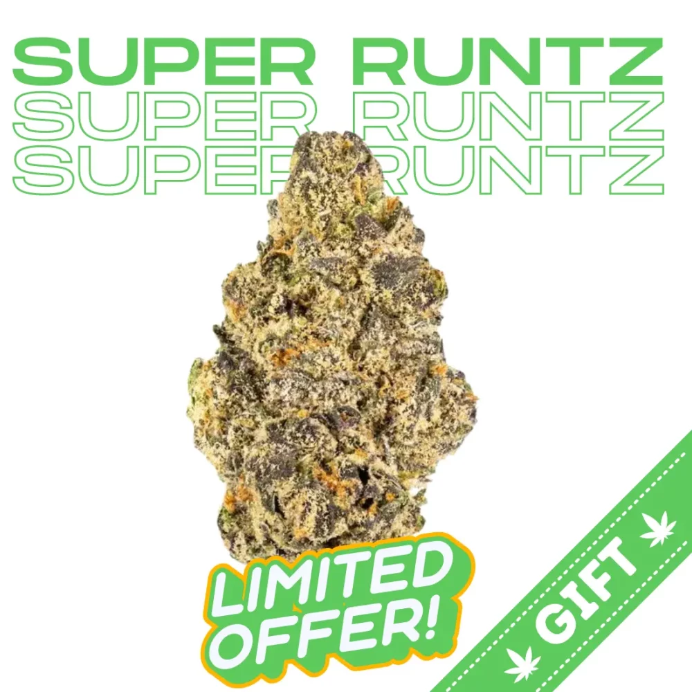 Giving Tree gifts Super Runtz a hybrid weed strain made from a genetic cross between Super Lemon Cherry Gelato and Runtz