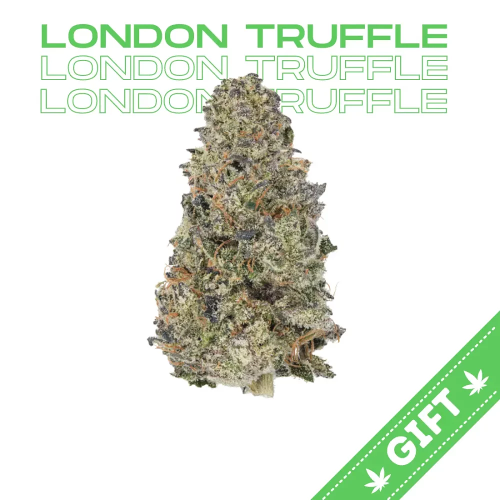 Giving Tree gifts London Truffle, a captivating indica-dominant hybrid strain born from the masterful cross of Zkittlez and Cherry Noir.