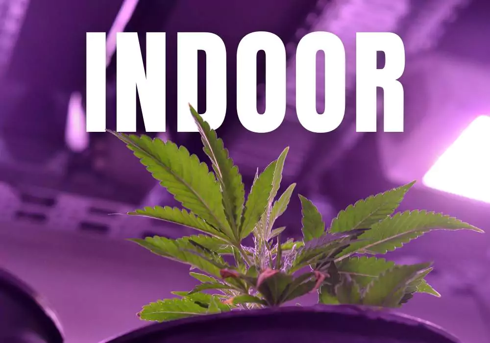 cannabis-indoor-growing