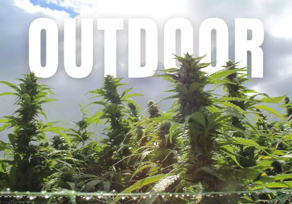 cannabis-outdoor-growing