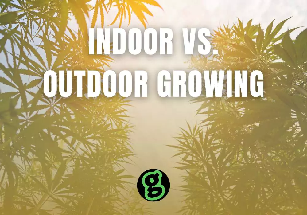 indoor-vs-outdoor-cannabis-growing