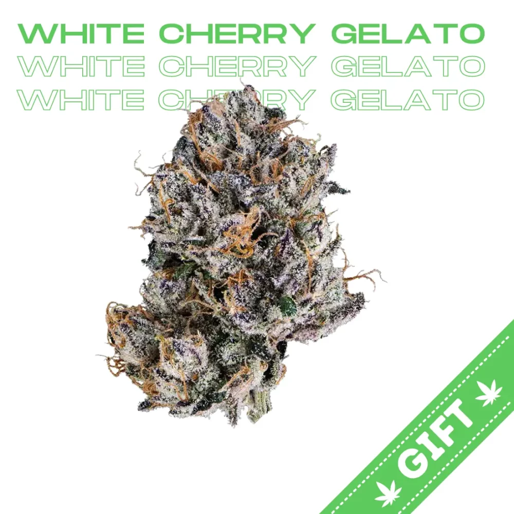 Giving Tree gifts White Cherry Gelato, an indica hybrid strain boasting genetics from the White Cherry and Gelato.