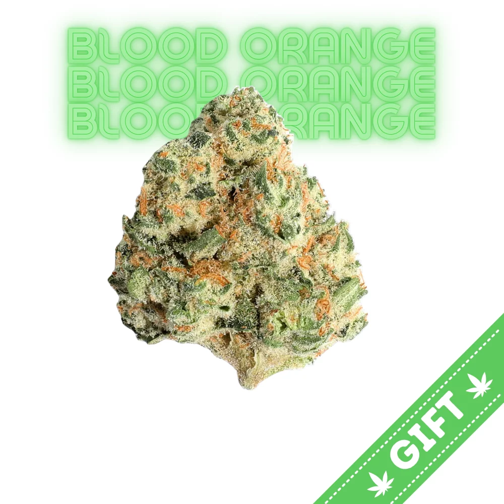 Giving Tree gifts Blood Orange, a sativa hybrid weed strain bred by the esteemed Bodhi Seeds