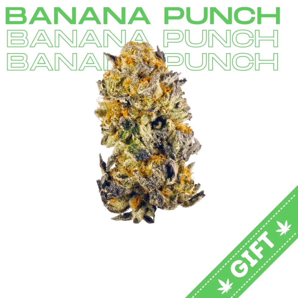 Giving Tree gifts Banana Punch, an Indica hybrid weed strain made from a genetic cross between Banana OG and Purple Punch.