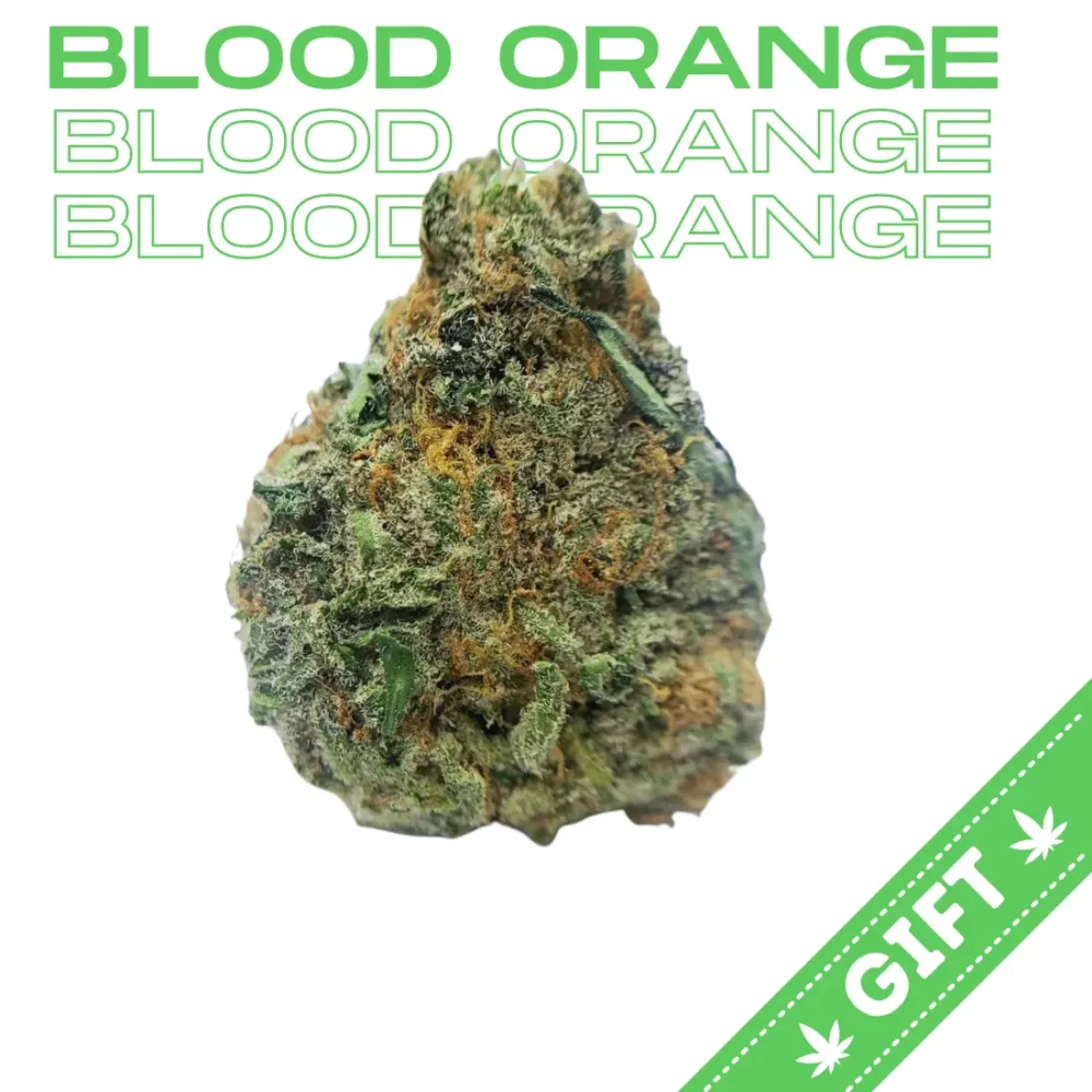 Giving Tree gifts Blood Orange, a sativa hybrid weed strain bred by the esteemed Bodhi Seeds