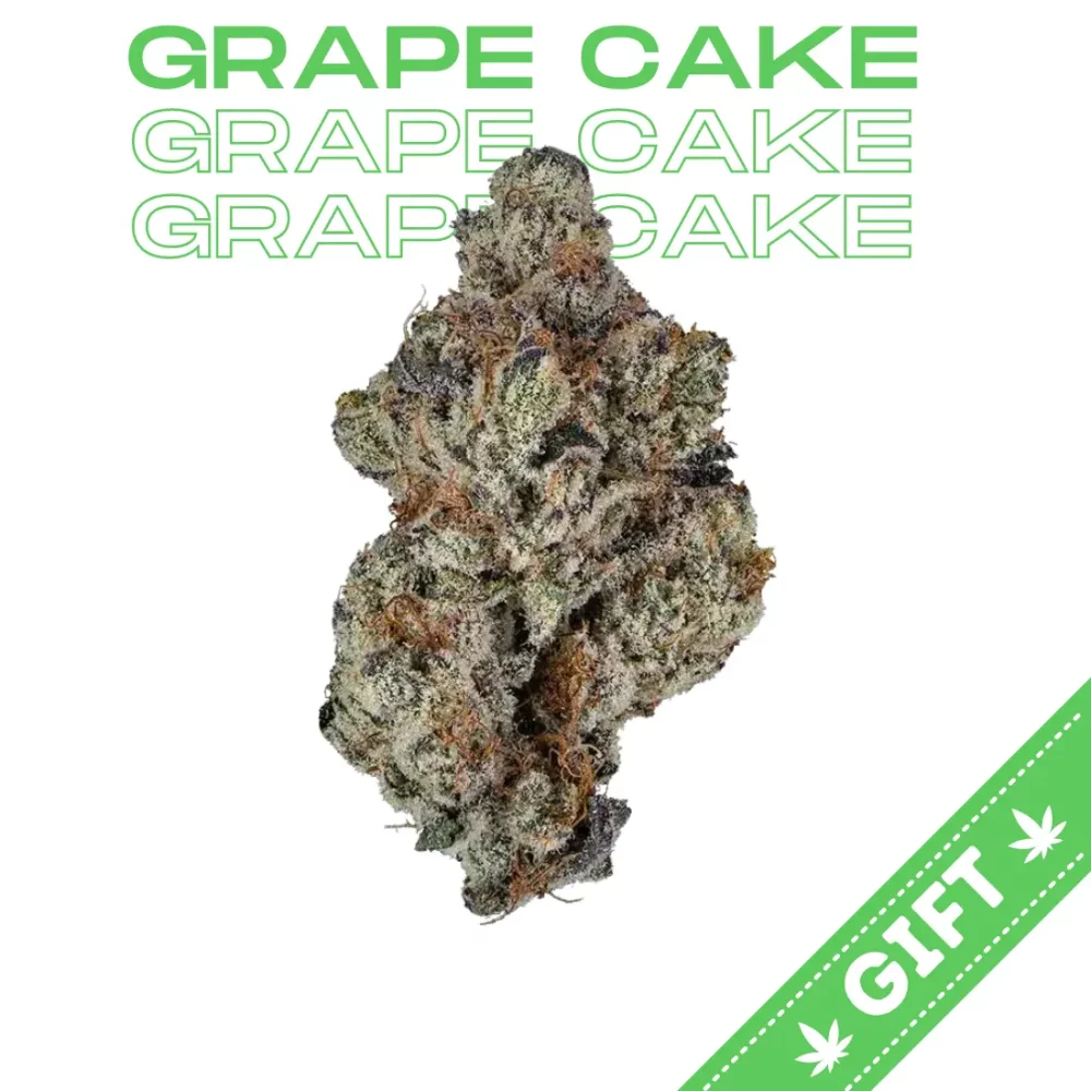 Giving Tree gifts Grape Cake, an Indica hybrid weed strain made from a genetic cross of Grape Stomper, Cherry Pie, and Wedding Cake F4