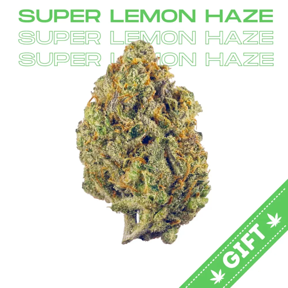 Giving Tree gifts Super Lemon Haze, often referred to as "SLH," a renowned sativa-dominant hybrid marijuana strain that has captivated cannabis enthusiasts worldwide.