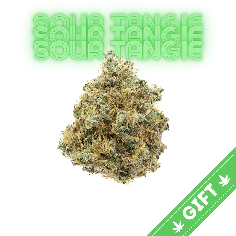 Giving Tree gifts Sour Tangie, a sativa hybrid marijuana strain made by crossing California Orange and Skunk-1. Available at your DC Dispensary