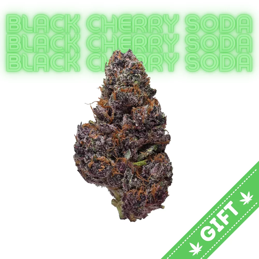 Giving Tree gifts Black Cherry Soda, a delightful cannabis strain that captivates both the eyes and the palate. Named for its distinct fruity, soda-like flavor and its strikingly dark purple hues, this strain has quickly become a favorite among cannabis enthusiasts seeking a unique and flavorful experience.