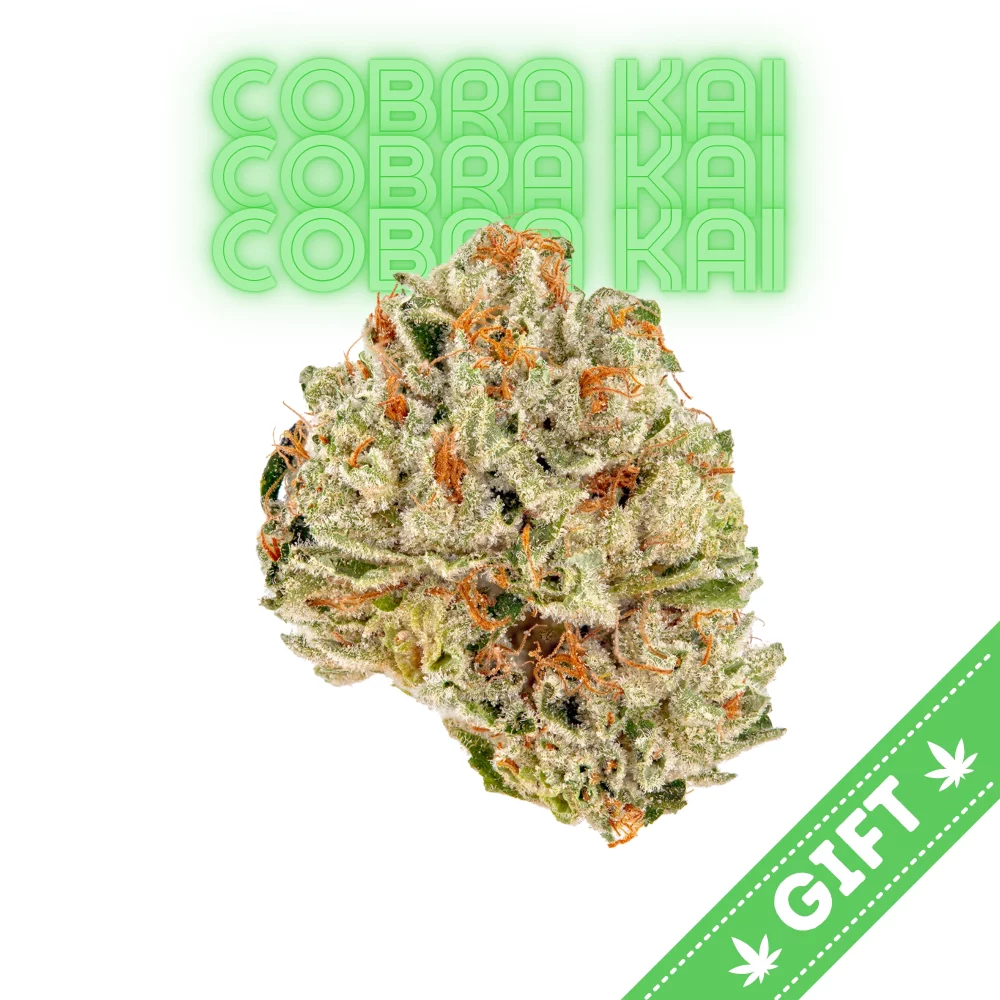 cobra-kai-cannabis-strain-in-dc