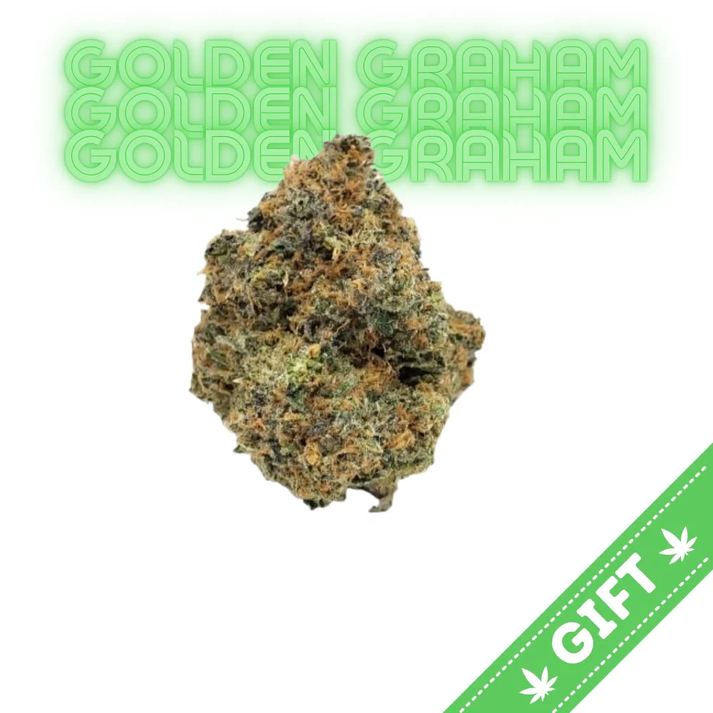 Giving Tree gifts Golden Graham, a remarkable sativa hybrid strain that captures attention with its stunning aesthetics and potent effects. This strain is expertly crafted through the careful crossing of the classic 5G’s Yellow and OG Sour F3 strains, resulting in a unique genetic profile that delivers an enjoyable experience for both recreational users and medical patients alike.