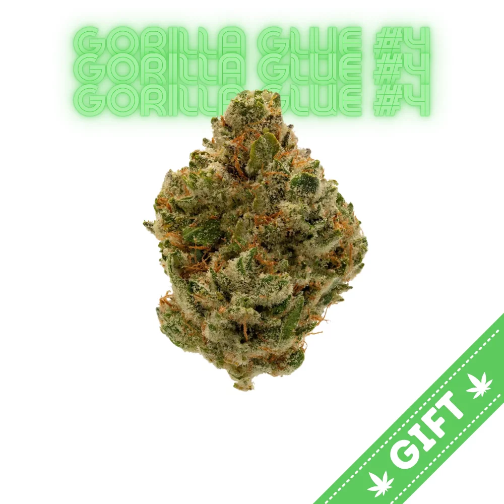 Giving Tree gifts Gorilla Glue, a celebrated hybrid weed strain that has made a significant impact on the cannabis community, renowned for its potent effects and unique flavor profile. This exceptional strain is the result of a careful genetic cross between three powerful parent strains: Chem’s Sister, Sour Dubb, and Chocolate Diesel. With a composition of approximately 37% sativa and 63% indica, Gorilla Glue offers a well-balanced experience that appeals to both recreational and medical users alike.