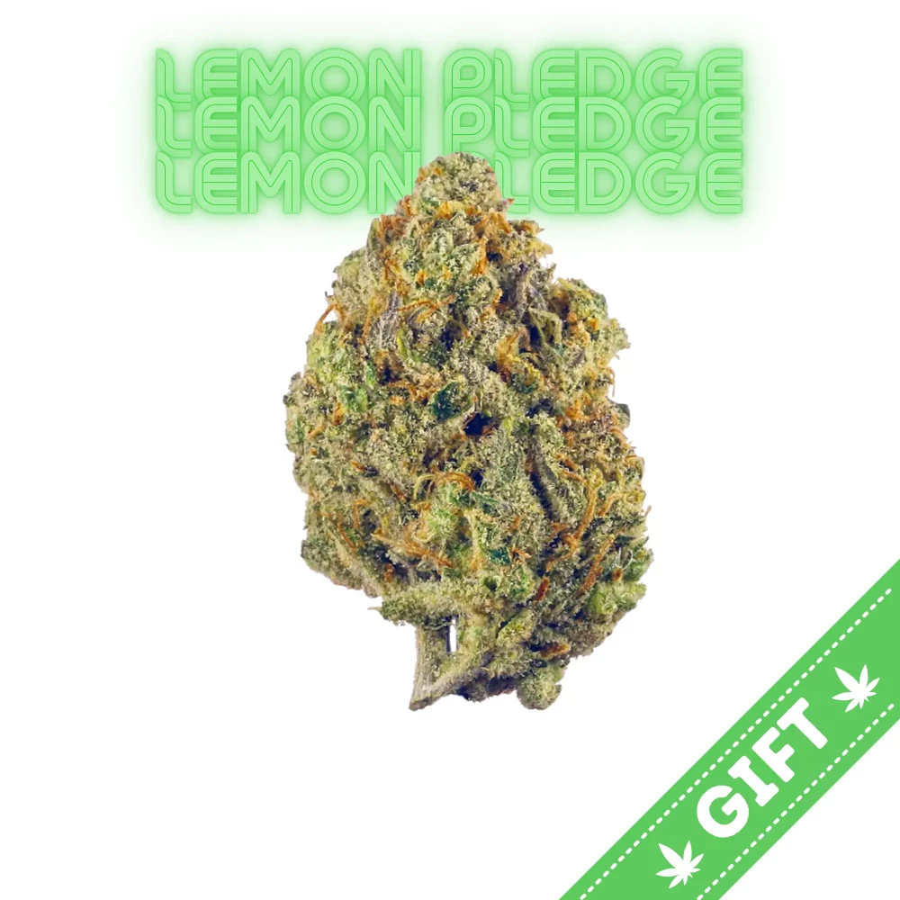 Giving Tree gifts Lemon Pledge, a sativa-dominant hybrid strain that stands out for its delightful and refreshing flavor profile. With hints of pear and flowery undertones, the aroma is both fragrant and invigorating, making it a pleasure to consume.