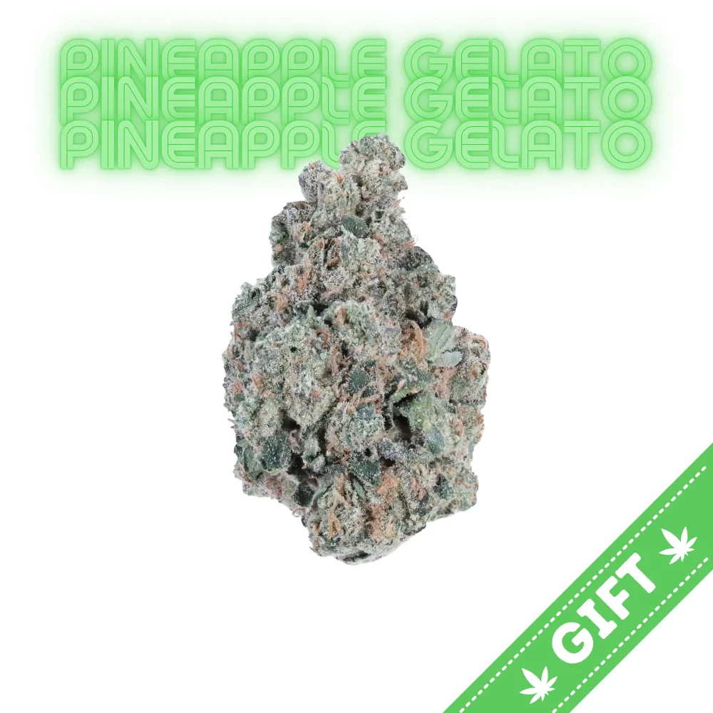 Giving Tree gifts Pineapple Gelato, a vibrant hybrid weed strain that offers a unique blend of effects, making it a popular choice among cannabis enthusiasts.