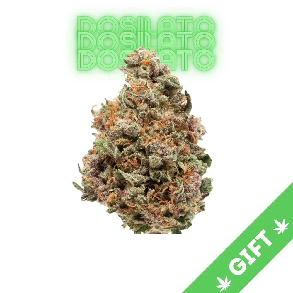 Giving Tree gifts Dosilato, is an indica hybrid made by crossing Do-Si-Dos with Gelato #41