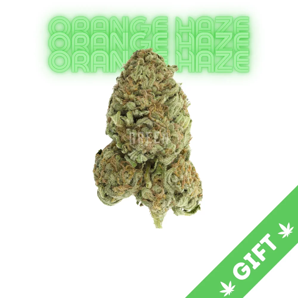 Giving Tree gifts Orange Haze, a Sativa hybrid weed strain made from a genetic cross between Orange Bud and Haze