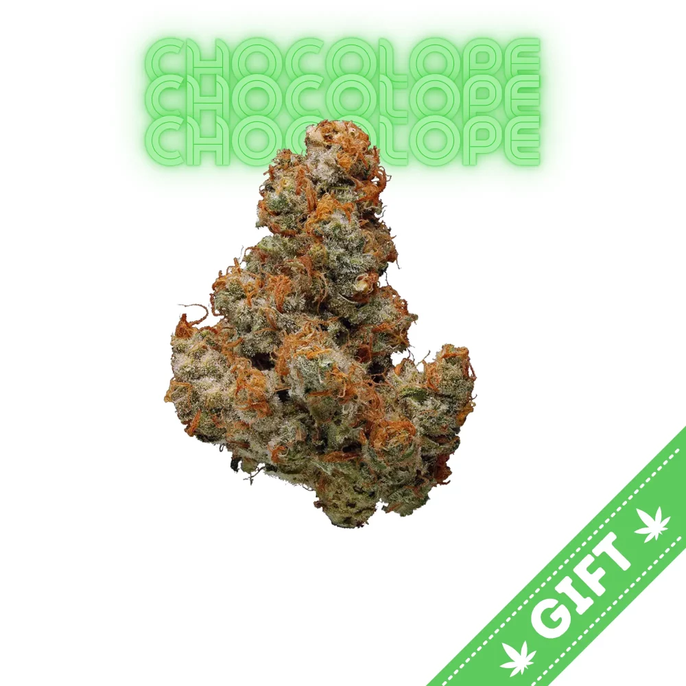 Giving Tree gifts Chocolope, a sativa hybrid strain, made by crossing Chocolate Thai and Cannalope Haze