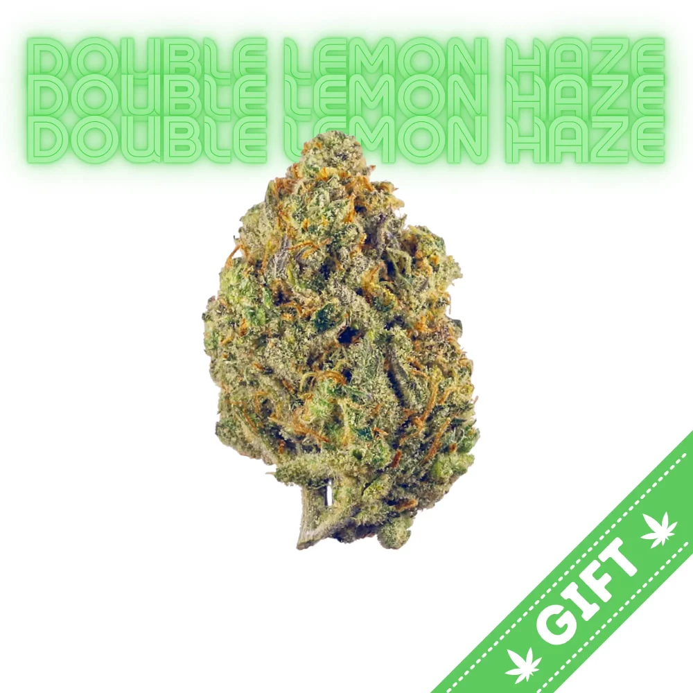 Giving Tree gifts Double Lemon Haze, a sativa-dominant hybrid resulting from the crossbreeding of Lemon Skunk and Super Silver Haze.