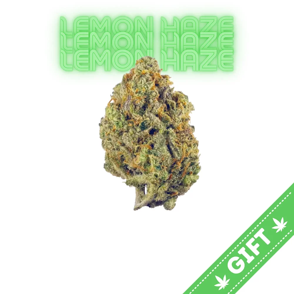 Giving Tree gifts Lemon Haze, a sativa hybrid marijuana strain renowned for its vibrant citrus profile