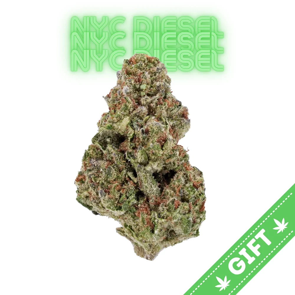 Giving Tree gifts NYC Diesel, a sativa hybrid marijuana strain that results from crossing Mexican and Afghani landraces.