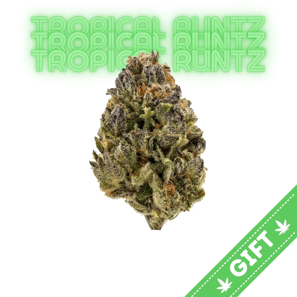 Giving Tree gifts Tropical Runtz, a sativa hybrid cannabis strain born from the genetic fusion of the renowned Runtz and Tropic Truffle.