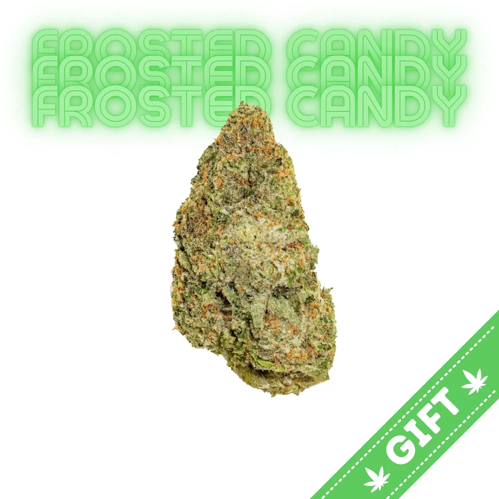 Giving Tree gifts Black Cherry Gelato, an indica-dominant hybrid cannabis strain made by crossing Acai with Black Cherry Funk